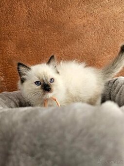 Ragdoll POSLEDNÍ VOLNÁ KOČIČKA
