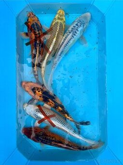 Koi kapři - 1