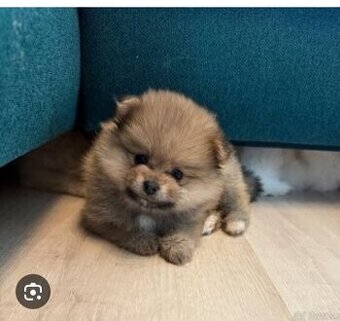 Pomeranian boo