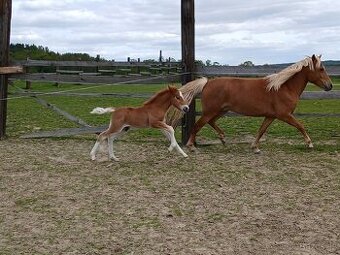 Pony 140cm kobyla 4r a hrebecek
