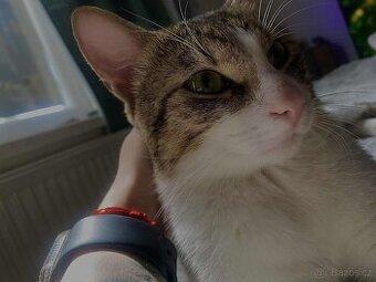 Kočka k adopci