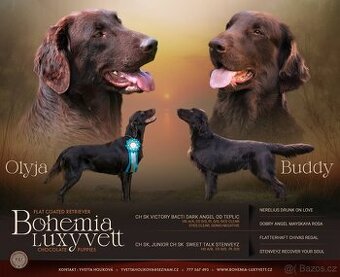 FLAT COATED RETRIEVER