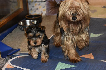 Jorkšírský teriér-bez PP krásný kluk je připravený k odběru