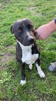 Americký stafordširský teriér