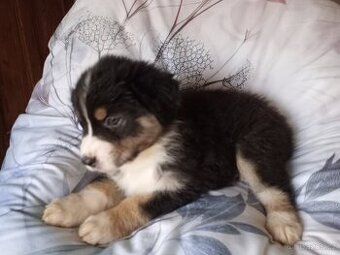 Australský ovčák bez PP fenka (neonový obojek)