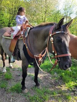 Predám charakterného valacha