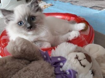 Ragdoll koťátka s PP