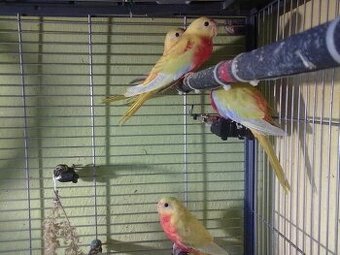 Prodej Neoféma tyrkysová