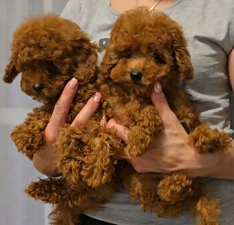 pudel 100% toy girl boy