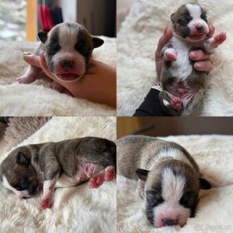 Americký stafordšírský teriér - štěňátka s PP