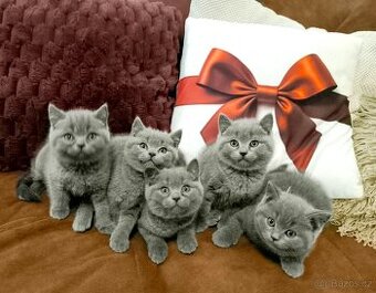 ❤️Britská koťátka bez PP po rodičích s Pp