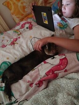 Zakrslý králíček