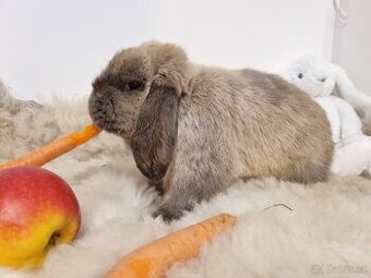 Zakrslý beránek kuní modrý