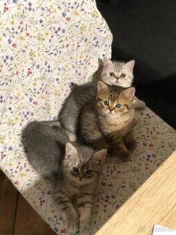Britská koťátka s PP