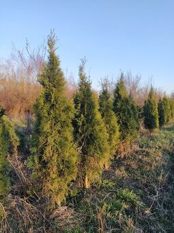 Túje Smaragd 160-180 cm