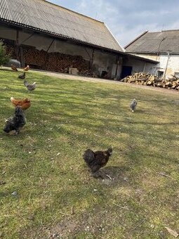 Hedvábníčky velké vousatá