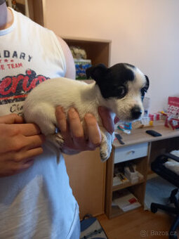 Čivava bez PP - fenka