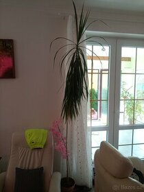 Palma dracena 2m - 1