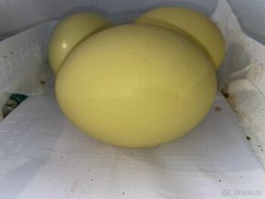 Prodám vejce Nandu pampového