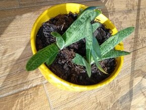 Gasterie Gasteria