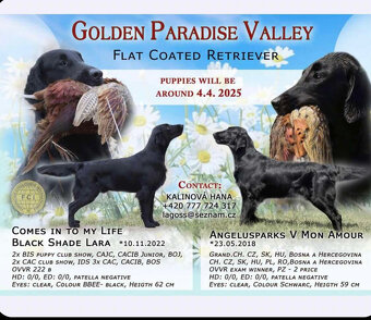 flat coated retriever