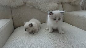 ragdoll,radgoll,mačiatka aktuálne,na predaj