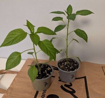 Sazenice chilli - Kilián