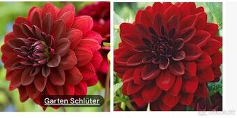 Vyměním hlízy Jiřiny/Dahlia Arabian Night tmavě červené