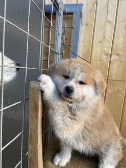 Akita inu Štěnata prodám
