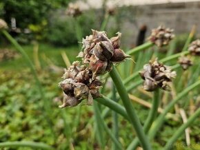 Cibule poschoďová prorůstavá ALLIUM X PROLIFERUM - sazenice
