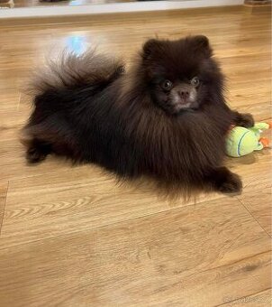 Pomeranian s PP