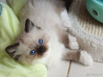 Ragdoll s PP