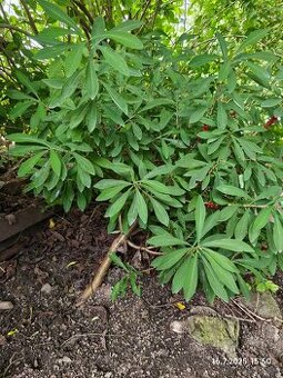 Daphne mezereum - 1