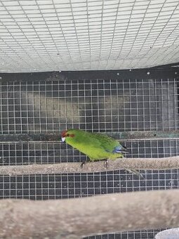 Kakariky