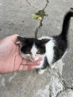 Koťátko (kočička)