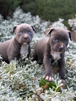 Stafordšírský bulteriér