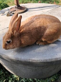 Burgundský králík