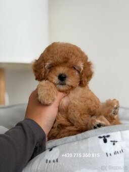 ❤️Krasna holčička Maltipoo