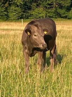 Dahomey – jalovička