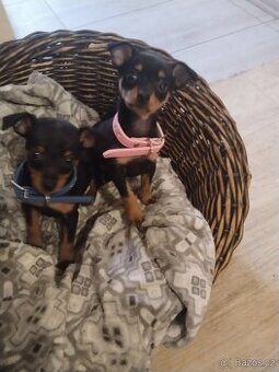 Pražský krysařík