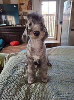 Bedlington terier, Mr.Blue je  pejsek s PP