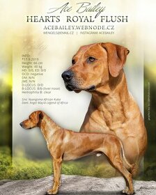 Krytí- chovný pes-Rhodeský ridgeback FCI