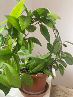 Voskovka Hoya carnosa