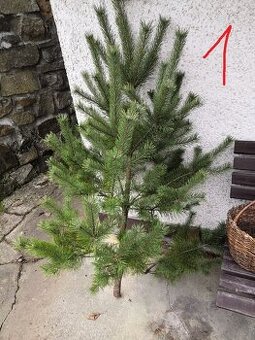 Vánočný stromek, stromky borovice, levně