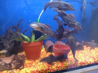 Akvárium pancéřníček kropenatý