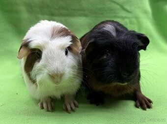 Krátkosrsté morče, morčátko, morčata