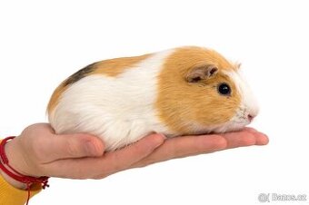 Barevná samička morčete