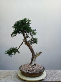 Tis červený bonsai
