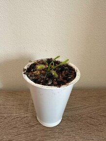 Masožravá rostlina- Rosnatka kapská