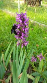 Bukvice lékařská - Betonica officinalis 700 semen 50 Kč